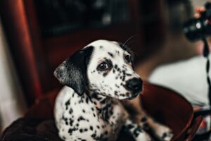 pets in rental properties